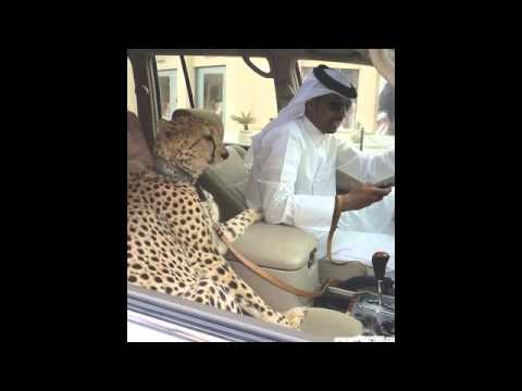 PETIT RIBERY - HOBBY