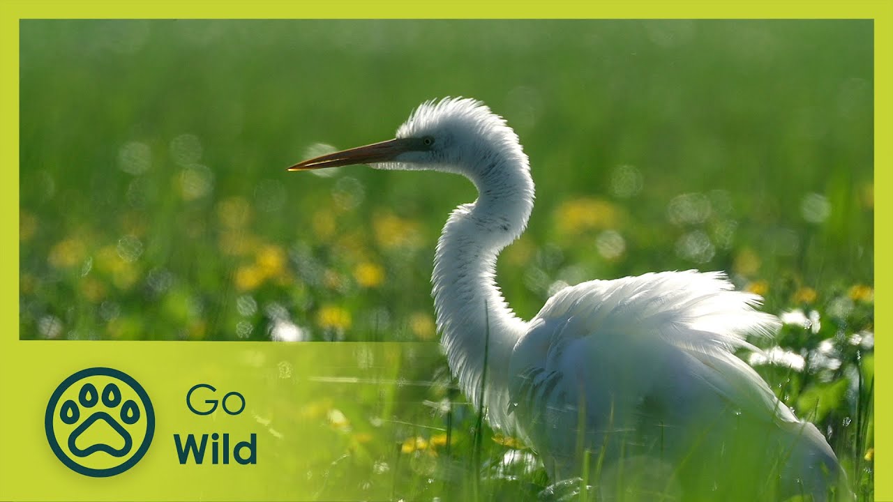 Biebrza – The European Amazon - Go Wild