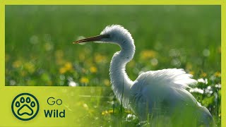 Biebrza – The European Amazon - The Secrets of Nature