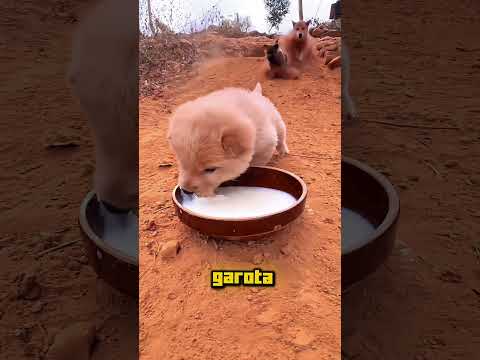 O Cachorrinho Só Queria um Pouquinho de Leite 🐶🥛 #shorts