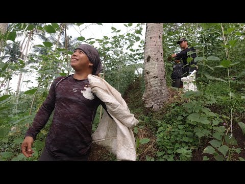 SE02EP63 PART 2 - PAG ANI ng BAGUIO BEANS sa DOLORES QUEZON at PAG PANDAW ng SAGAD