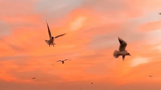 Ako pa ba ang Aamin - Eurika (Official Lyric Video) - YouTube