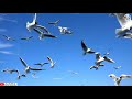 Tere Dar Par Sanam Chale Aaye Song Status Nature Lover ALL IN ONE By Sandy Kanzariya