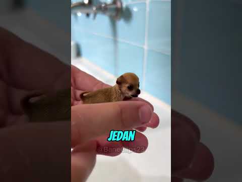 Najmanje Štene Koje je Pobedilo Sudbinu 🐶💛