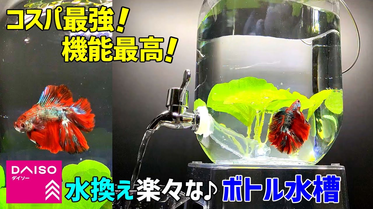 【DAISO神アイテム】水換え楽々な最強ボトル水槽でベタ飼育！/100均ボトルアクアリウム/ベタ・メダカ飼育/ドリンクサーバー水槽