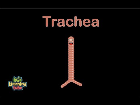 Human Body Trachea Song Human Body Systems