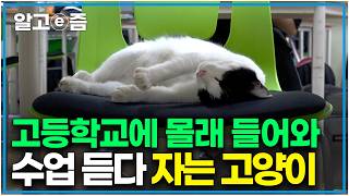 "저기 혹시 수험생이세요? " 고3 수험생들의 수업 시간 난데없이 무단 침입해 의자를 차지하고 자는 고양이｜고양이를 부탁해｜알고e즘