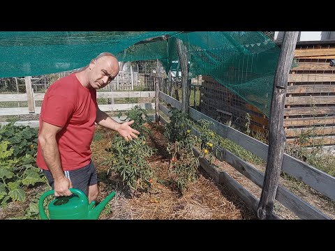 Mélymulcs 22 - Talajelemzés, Következő mulcsréteg előkészítése, Csalántrágya, és termés mindenhol