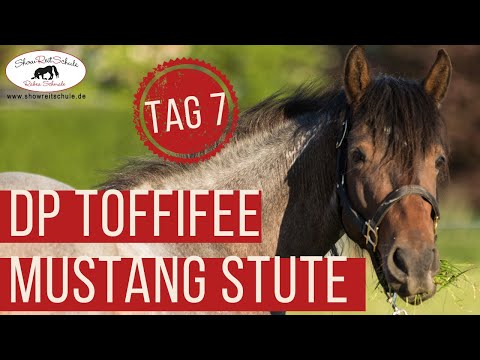 Ausbildung zum Pferdetrainer - Rabea Schmale - Arbeit mit Mustang