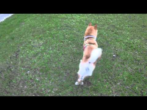 伸縮牽繩還可以這樣用～(原發表者:皮蛋哥)(影片)