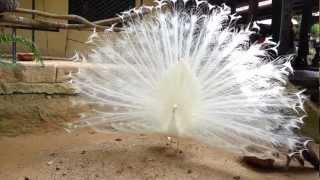 preview picture of video 'White peacock displaying (Mating behaviour)'