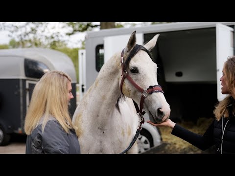 Neuer Schimmel aus Österreich - Wallach Freudentanz reist zum Check mit Reiterin an