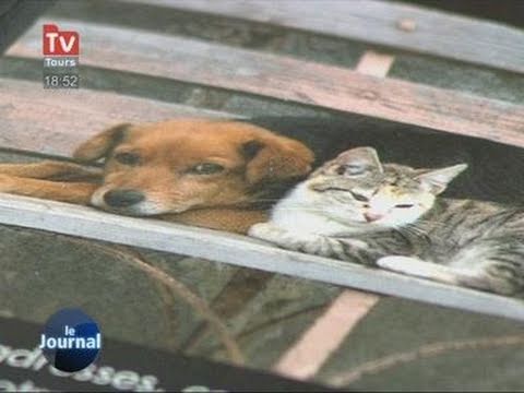 comment retrouver chat perdu campagne