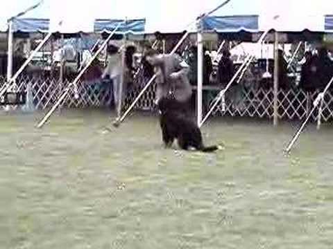 How not to stack (bernese mountain dog in conformation)