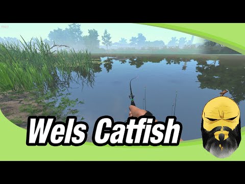 Fisher Online how to catch Wels Catfish