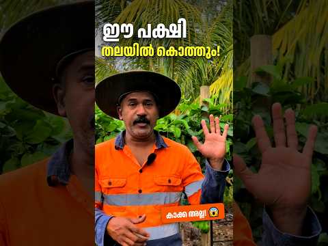ഈ പക്ഷിയെ ഓസ്ട്രേലിയക്കാർ പേടിക്കുന്നു… കാരണം?
