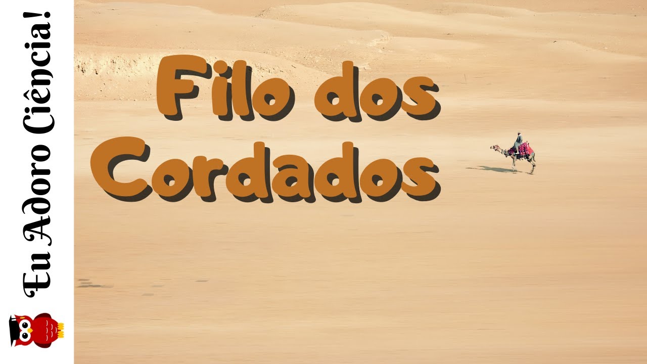 Filo dos Cordados, Reino Metazoa (Animal)