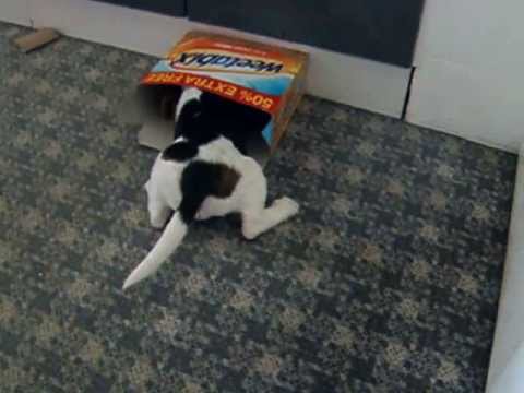 2013 0515 Have you had your Weetabix?