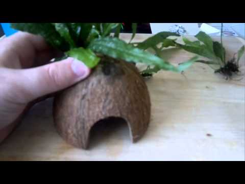 Watch Video on YouTube