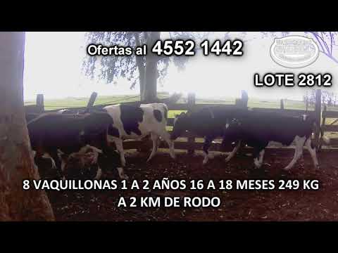 Lote 8 Vaquillonas 1 a 2 años 8 HO 249 Kgkg -  en José E. Rodó- A 2 Km de Rodó