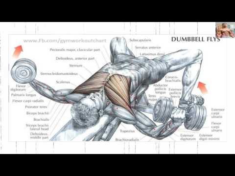 download lagu mp3 mp4 All Chest Exercises Photos, download lagu All Chest Exercises Photos gratis, unduh video klip All Chest Exercises Photos