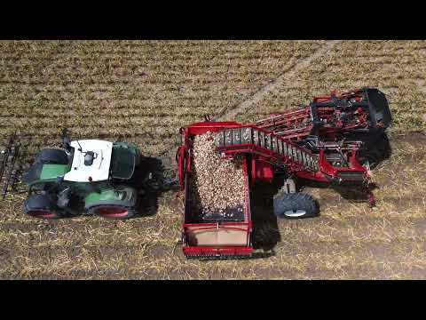 Dewulf GBII - Garlic harvesting 🧄