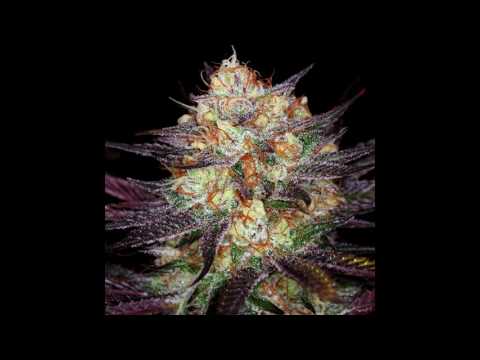 TSR - Materiał ft. Brat Zielony MC (prod.Zet)