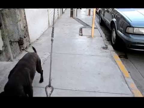 Perros Callejeros -Huellas en la calle-