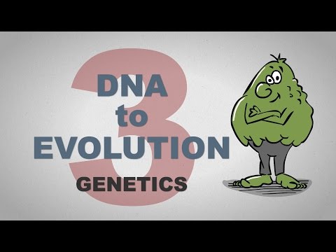 From DNA to Evolution - Plain and Simple (Part 3)