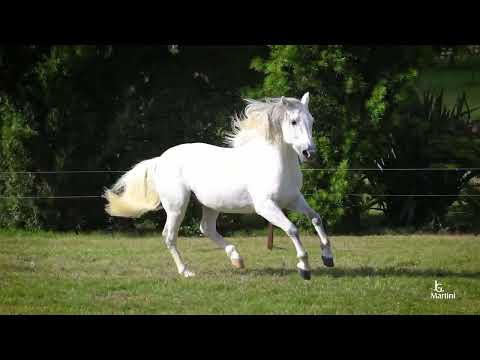 Lote 06 BASCO BARTOLOMEO