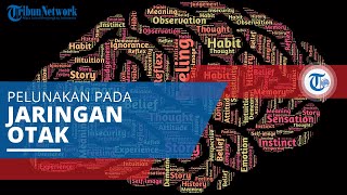 Encephalomalacia, Pelunakan pada Lokasi Tertentu di Jaringan Otak akibat Peradangan atau Pendarahan
