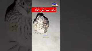 Download lagu Female Quail Call | Mada batair ki Awaz | Kirk | کرک | بٹیری کی آواز | #quail  #commonquailsounds mp3