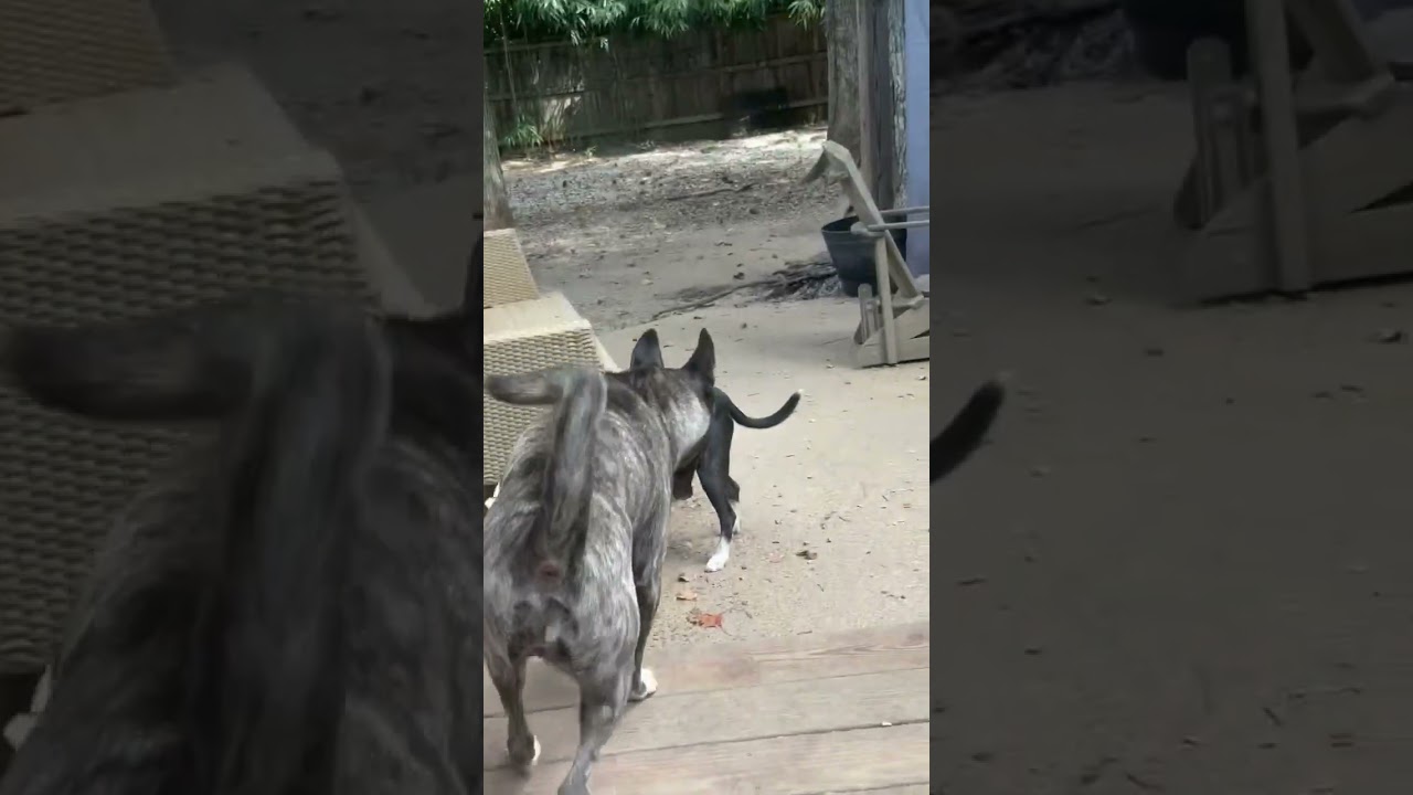 Enlarge Socks, a Adoptable mixed breed in Bessemer, AL video 6/6