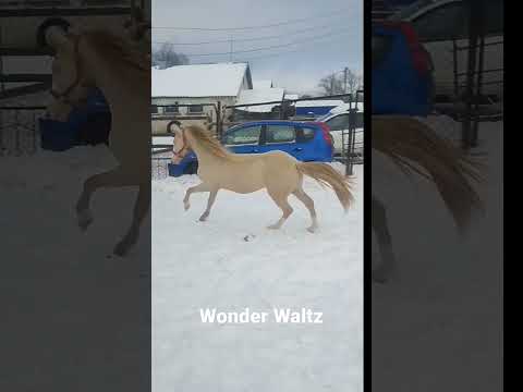 , title : 'Уэльский жеребец Wonder Waltz изабелловой масти 2021 г. р., уэльский пони, импортное происхождение'