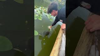 Snapping turtle almost got himself a meal!😳.         #pond #fish #nature #catfish