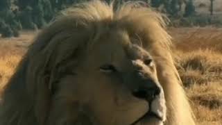 Сильный Нашид в мире Ахи ♥ Сильный Нашид в мире Ахи ♥