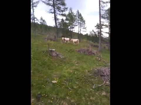 Falkert Stier deckt Kalbinnen 1. Juli 2013