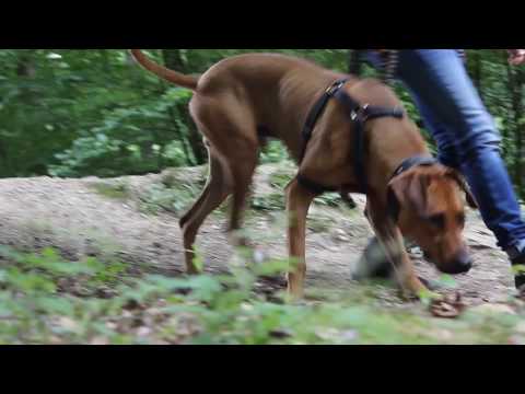 Parcours-Training im Wald - Hauptdarsteller "Loui"
