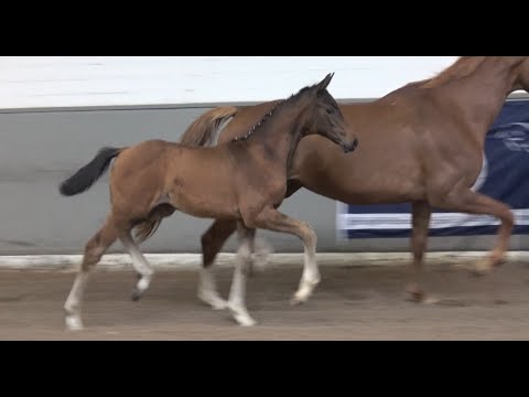 *2021 Stute von Bon Vivaldi - Duino SOLD!!!