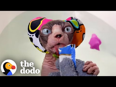 Hairless Cat Needs To Be Bribed To Get Out Of Bath | The Dodo