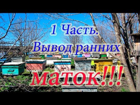 1 Часть ВЫВОД РАННИХ МАТОК 2018г. СЕМЬЯ СТАРТЁР, ДЕЛАЕМ ОТВОДОК, ОСИРОТИВ СЕМЬЮ.🔥🔥🔥