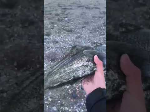 Pesca tierra del fuego,¡¡paso las cholgas!!#pesca#robalo#riogrande