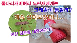 톱다리개미허리 노린재에게는 크레졸이 통할까? 직접 실험하여 계속 살펴보았더니 이런 결론을 내렸어요(노린재 퇴…