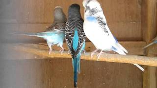 Female Budgie Ready To Breed