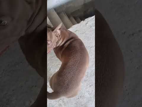 Vídeo de Lion