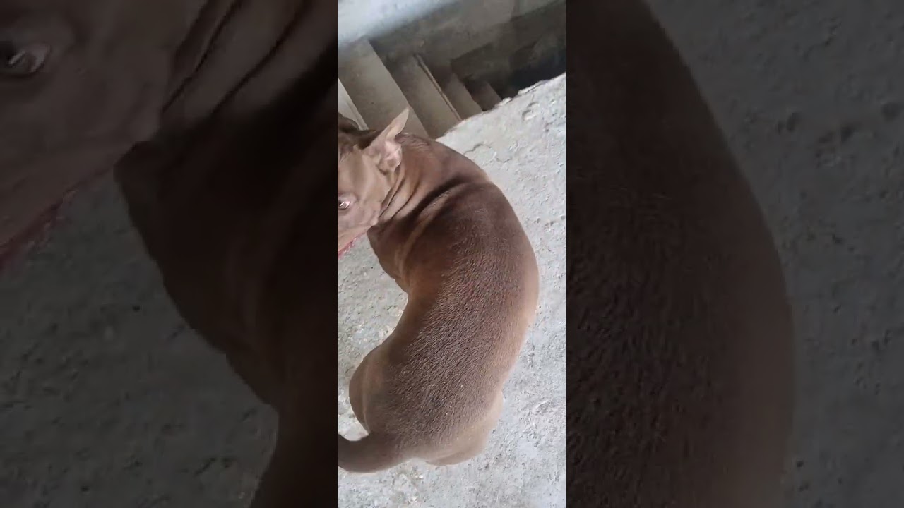 Cachorro raça Pit-Bull idade 2 anos nome Lion