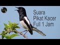 Suara Alam Suara Pikat Kacer Full 1 Jam