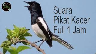 Download lagu Suara Alam: Suara Pikat Kacer Full 1 Jam mp3