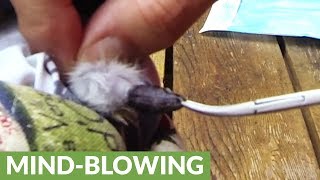 Shockingly large parasite removed from chipmunk by veterinarian