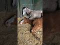 Gay Horses
